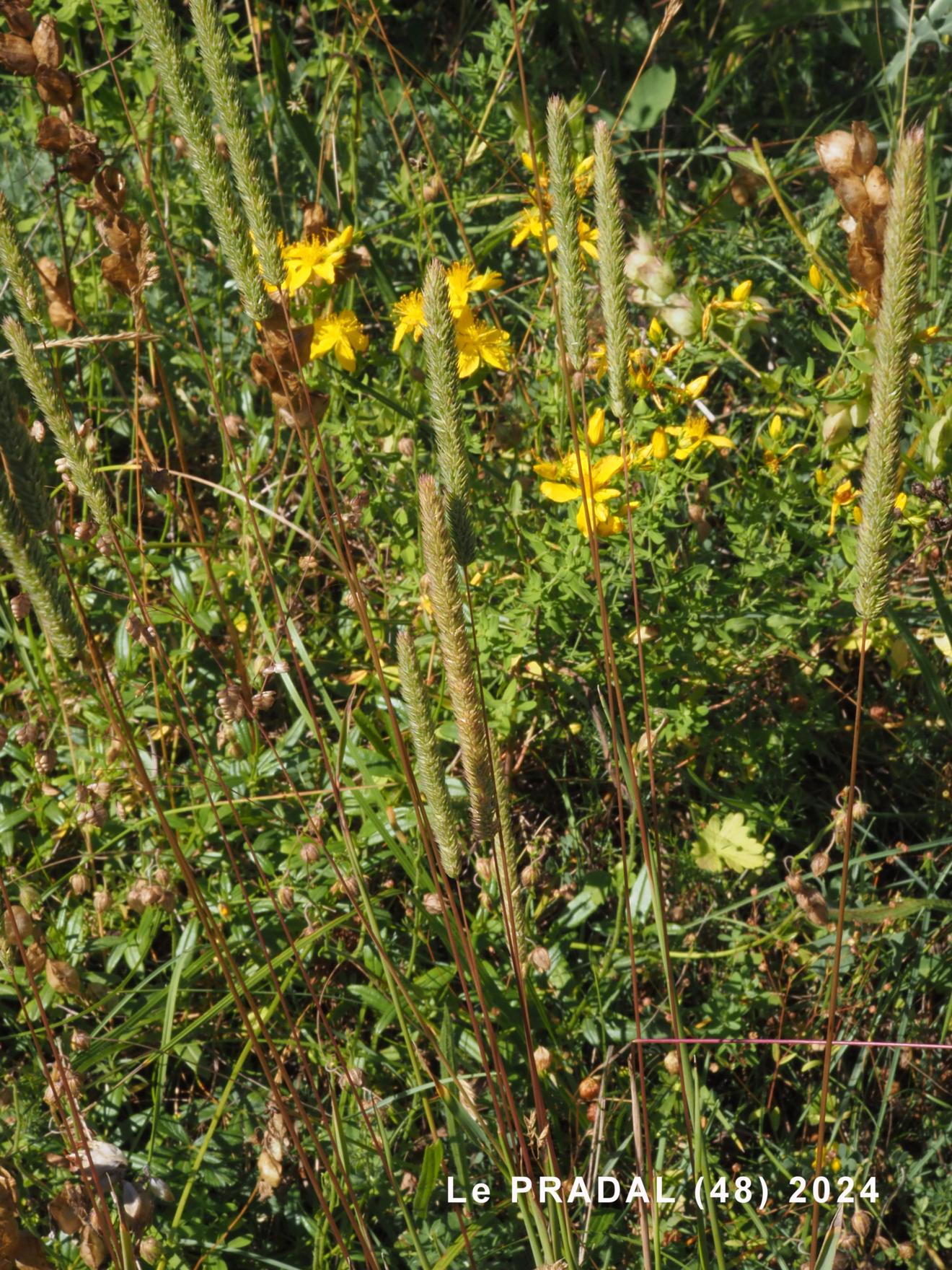 Cat's-Tail, Purple-stem